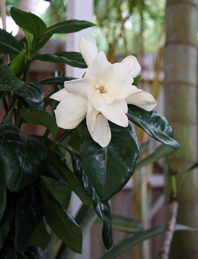 Tahitian Gardenia 4" Pot P553
