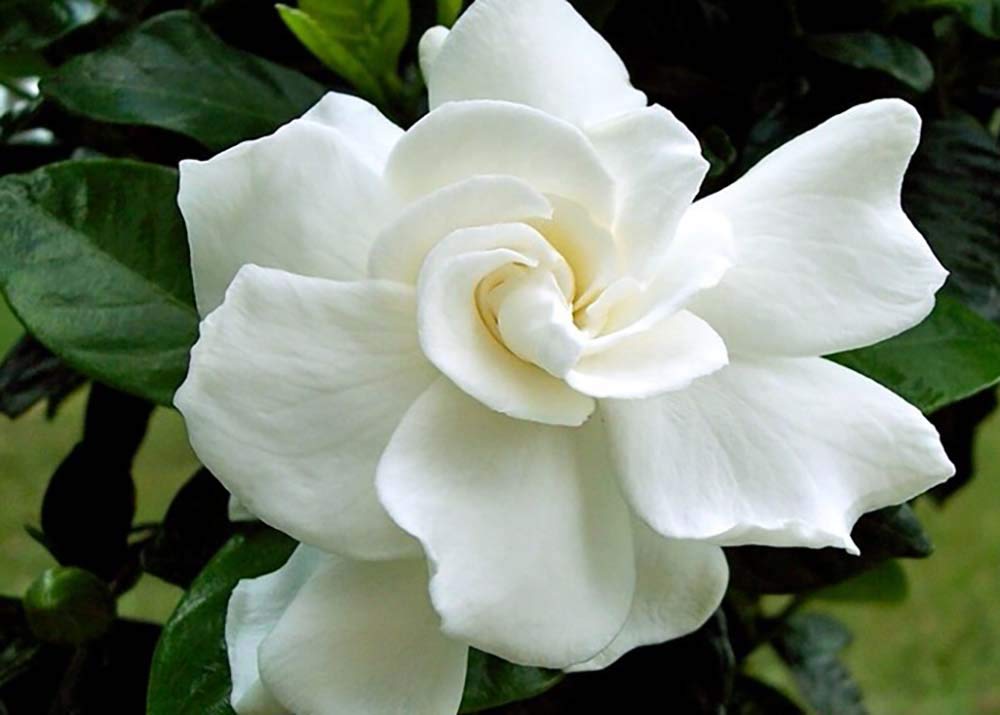 Tahitian Gardenia 4" Pot P553