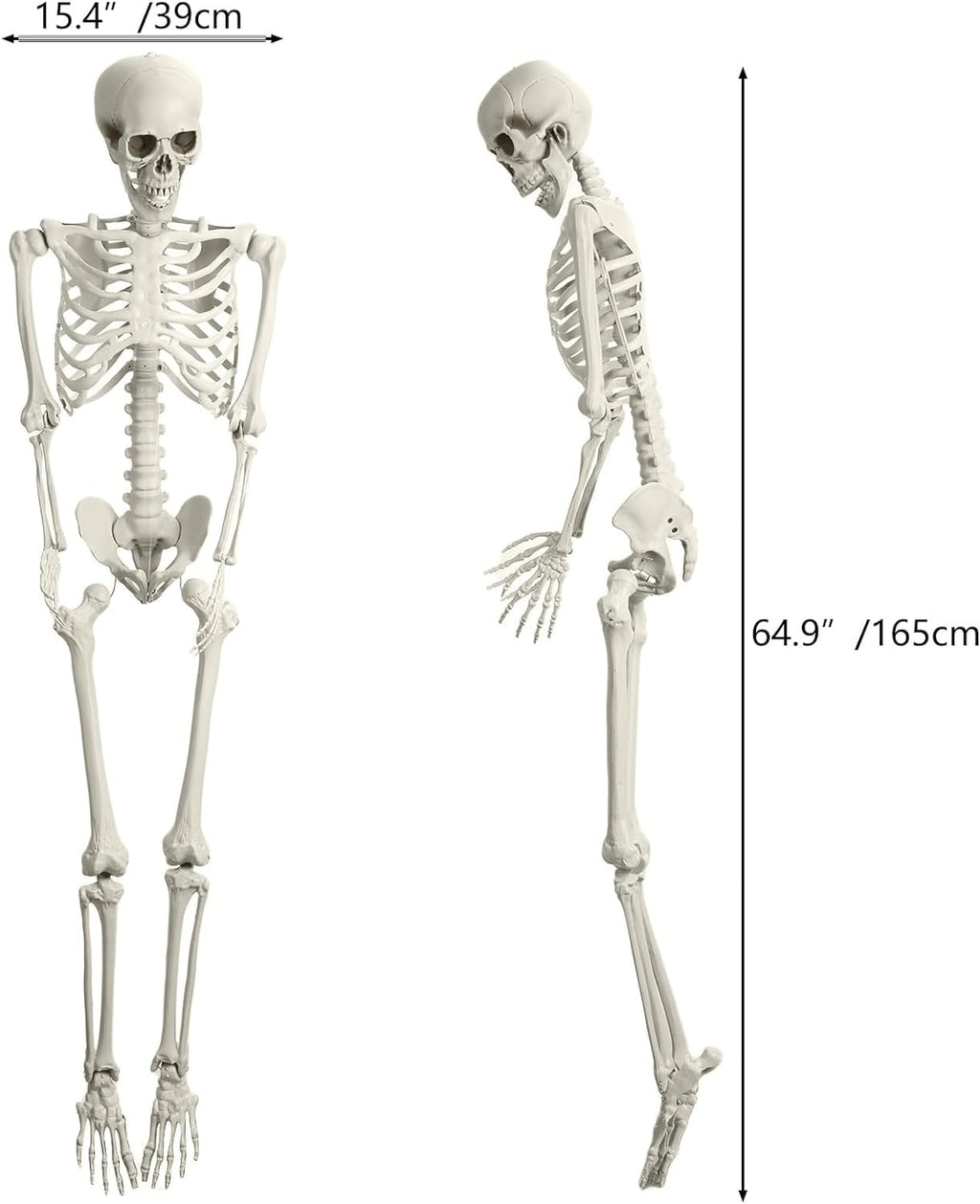 Halloween Skeleton Decoration 65inch Plastic Life Size T44476