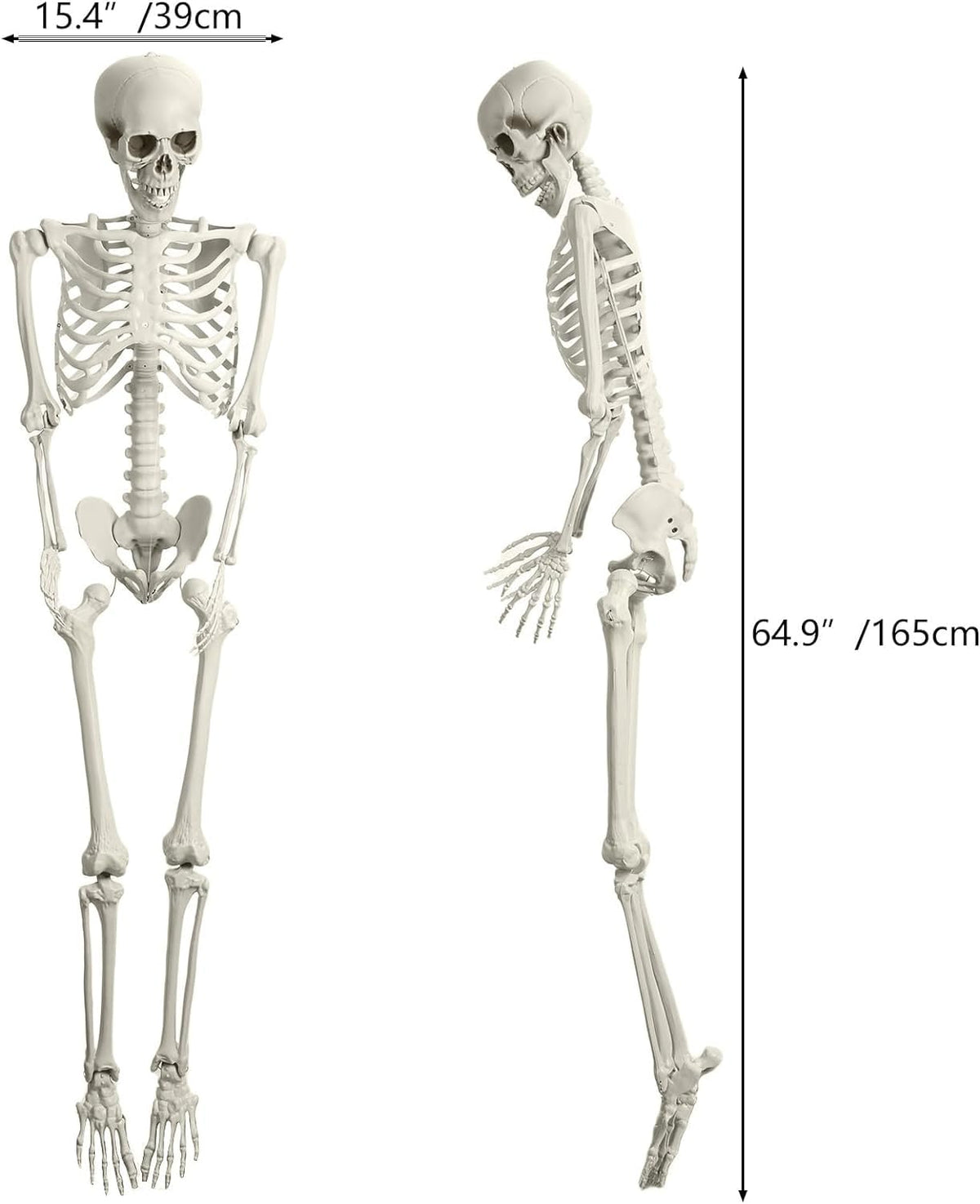 Halloween Skeleton Decoration 65inch Plastic Life Size T44476