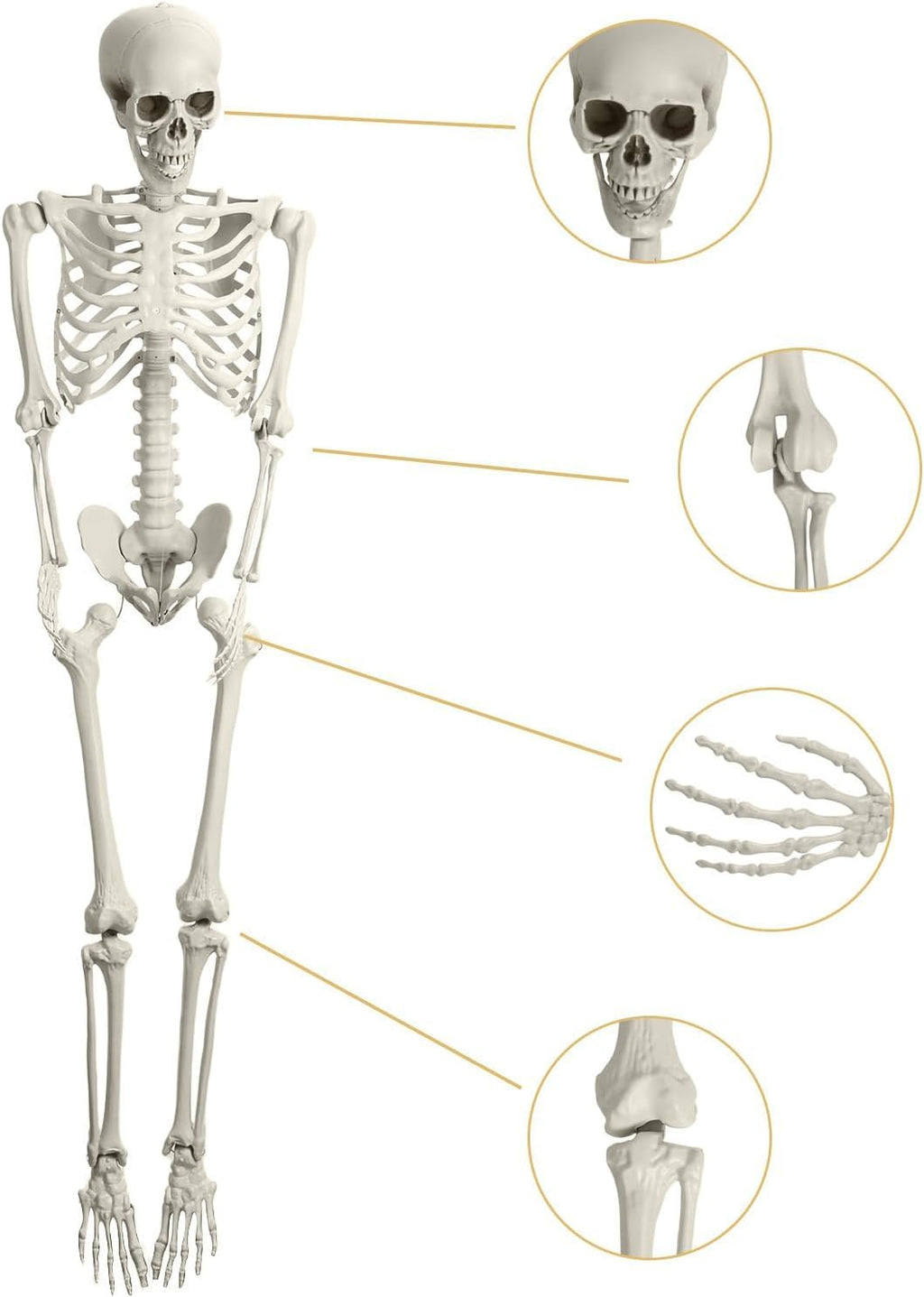 Halloween Skeleton Decoration 65inch Plastic Life Size T44476
