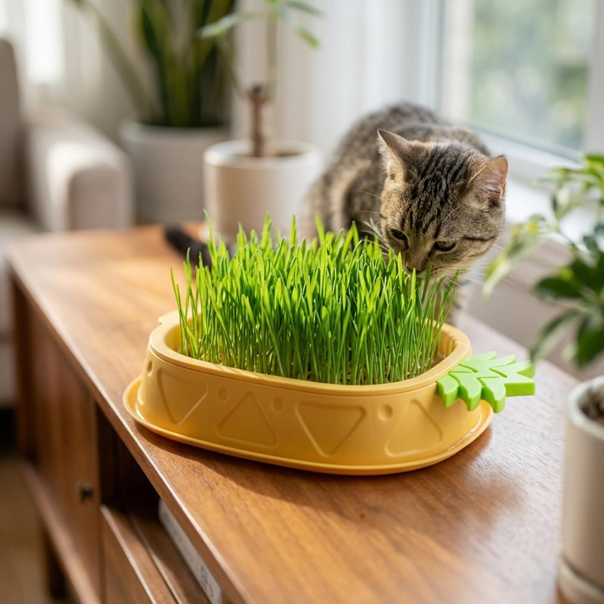 2 Pack Hydroponic Cat Grass Planter F9397