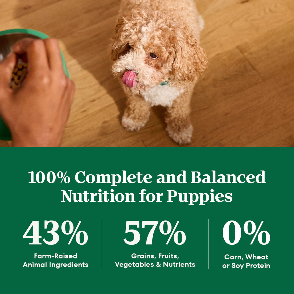 Large Breed Puppy Dry Dog Food Chicken 13 lb B9346