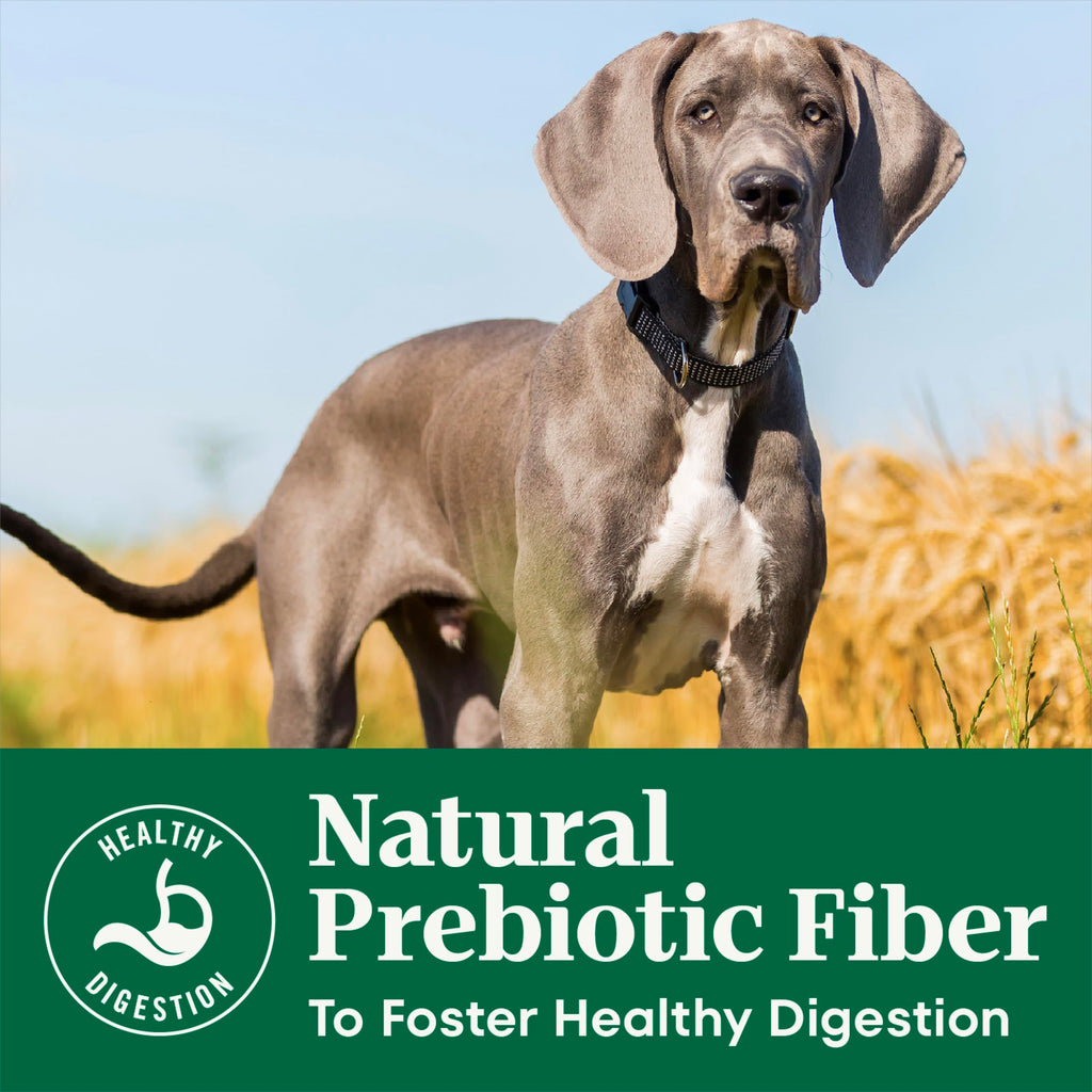 Large Breed Puppy Dry Dog Food Chicken 13 lb B9346