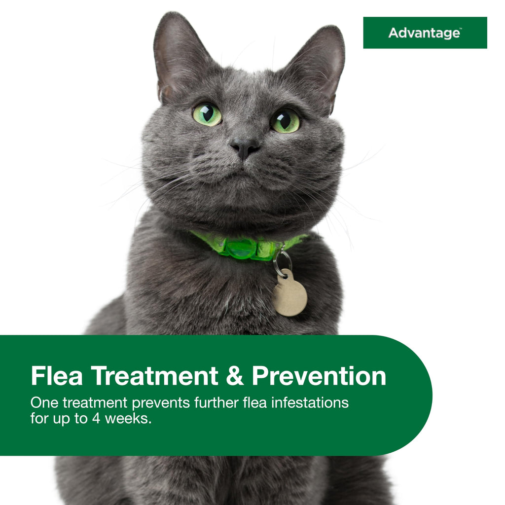 Topical Cat Flea Treatment and Prevention for Large Cats Over 9 lbs Y7371